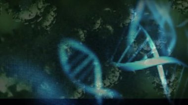Üç boyutlu DNA iplikçiklerinin dönmesi ve siyah arkaplanda yeşil Covid-19 koronavirüs makro hücrelerinin canlandırılması. Coronavirus pandemik tıp araştırma konsepti dijital olarak oluşturulmuş görüntü.