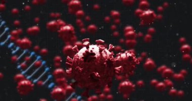 Üç boyutlu DNA iplikçiklerinin dönmesi ve siyah arkaplanda kırmızı Covid-19 koronavirüs makro hücrelerinin canlandırılması. Coronavirus pandemik tıp araştırma konsepti dijital olarak oluşturulmuş görüntü.
