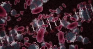 Covid 19 koronavirüs ve siyah zemin üzerinde yüzen kan hücreleriyle dönen 3D DNA ipliğinin animasyonu. Covid 19 salgın sağlık hizmetleri bilim konsepti dijital olarak oluşturulmuş görüntü.