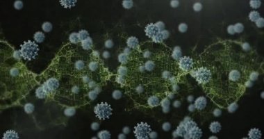 Siyah zemin üzerinde yüzen Covid 19 koronavirüs hücreleriyle dönen 3D DNA iplikçiklerinin animasyonu. Covid 19 salgın sağlık hizmetleri bilim konsepti dijital olarak oluşturulmuş görüntü.