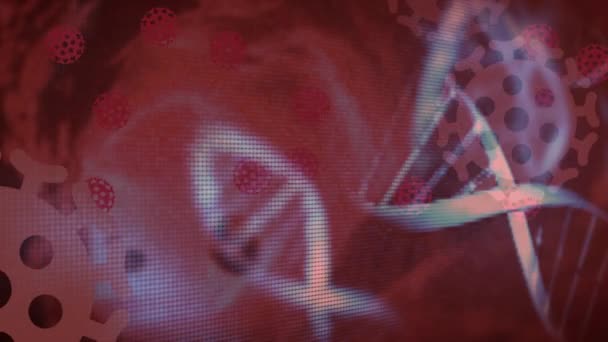 用Covid 19在红色背景上漂浮的冠状病毒细胞进行3D Dna链纺丝的动画制作 Covid 19大流行病保健科学概念数字生成图像 — 图库视频影像