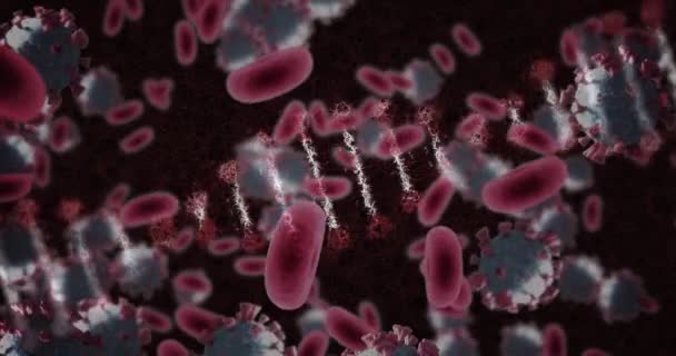 Animação Fita Dna Girando Com Covid Coronavírus Células Sanguíneas Flutuando — Vídeo de Stock