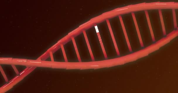 赤い背景に光の軌跡が回転するオレンジ色の輝く二重らせんDna鎖のアニメーション 医学遺伝学の概念はデジタル的に生成され — ストック動画