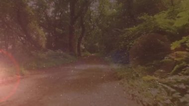 Ormandaki parlayan ışık noktalarının dijital bileşik videosu. Dijital bileşik video konsepti.