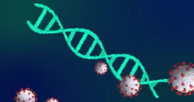Covid 19 koronavirüs hücrelerinin hareketlenmesi ve mavi arka planda dönen 3 boyutlu DNA iplikçikleri. Global Covid 19 salgın konsepti dijital olarak oluşturulmuş görüntü.