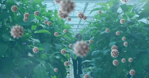 Animation Von Coronavirus Zellen Die Über Eine Labormitarbeiterin Fließen Die — Stockvideo