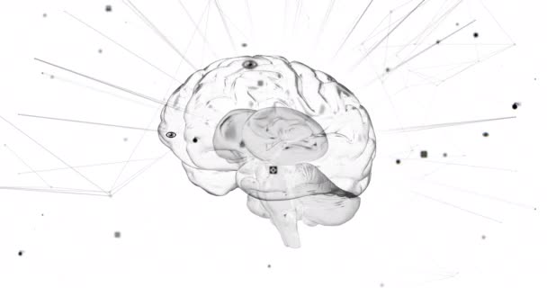Анимирование Трехмерного Человеческого Мозга Сетью Связей Обработки Данных Белом Фоне — стоковое видео