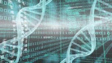 DNA iplikçiklerinin animasyonu, ikili kodlama üzerinde veri işleme. Küresel finans, iş, bağlantılar, hesaplama ve veri işleme kavramı dijital olarak oluşturulmuş video.