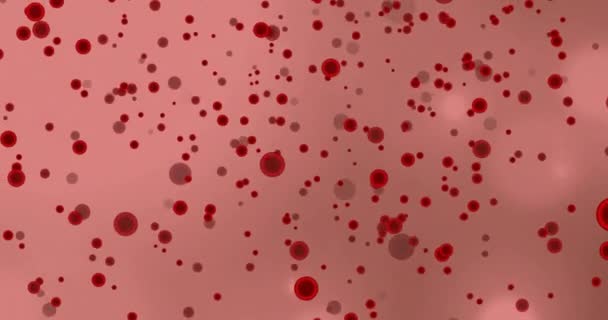 Animation Des Cellules Sanguines Des Taches Lumineuses Sur Fond Rose — Video