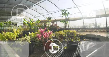 Seradaki bankta hareket eden kamera, bitki ağını görüntüleyen darbe düğümlerini gösteriyor. Botanik, teknoloji, sera, ekosistem, bağlantı, iç mekan, otomasyon