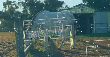 At üstünde veri işleme animasyonu. Küresel iş, hayvanlar ve dijital arayüz kavramı dijital olarak oluşturulmuş video.