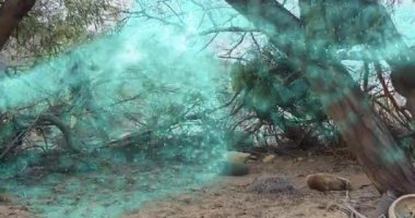 Parlayan sisi araştıran askeri bir ajan ortaya çıkıyor, silueti nişan alıyor. Gizem, gerilim, kamuflaj, macera, vahşi doğa, bilim kurgu, keşif.