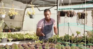 Gardener leaning checking moisture and aligning succulents under shade cloth for uniform spacing. Horticulturist, greenery, growth, gardening, nature, cultivation, renewal