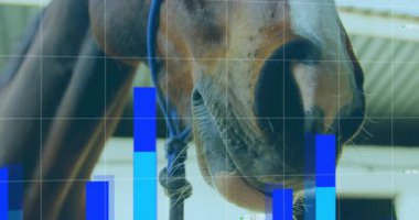 A horse head is shown wearing a blue halter in a stable. An animation of a blue statistic line, graph and world map is shown over a white grid on a black background. Global finances and statistics.