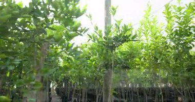 Çocuk odasının içinden geçen kamera fidanların üzerinde ağ haritasına bağlanan simgelere neden oluyor. Botanik, çocuk odası, bağlantı, dijital, büyüme, bahçıvanlık, desen