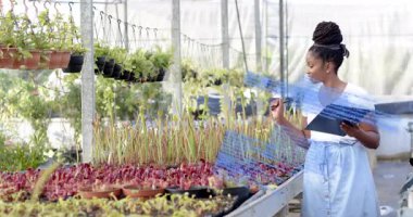 Çocuk bakıcısı tepsileri tarıyor cam evindeki fidelerin üzerinde yüzen yapraklara neden oluyor ve büyümeyi takip ediyor. Bahçecilik, bitki bilimi, sera, biyolojik çeşitlilik, çevre dostu, doğa, tarım