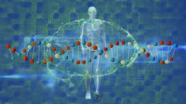 İnsan vücudu modeli ve beyin ikonu üzerinde dönen dijital dalga ve DNA yapısının animasyonu. Tıbbi araştırma ve bilim teknolojisi kavramı