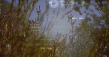 Kuru çimenleri sallıyor ve açık çayırlarda çalı dalları yüzen ikili kod dizileriyle yarı saydam bir şekilde sallıyor. Doğa, dijital, teknoloji, fütürist, sükunet, görselleştirme, soyutlama