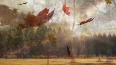 Hafif bir esinti, sonbahar havasını uyandırmak için akçaağaç yapraklarını sürüklüyor ve güneşli çayırlarda dönüyor. Doğa, mevsimlik, sükunet, çayır, hareket, renk paleti, manzara