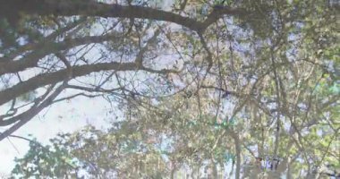 Kamera aşağı doğru eğiliyor. Canlı veri yüzüyor. Meşe tepe örtüsünü izliyor. Doğa, ağaç, yeşillik, veri görselleştirme, biyometrik, çevresel, büyüme