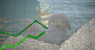 Eğimli rampanın yanındaki çakıl taşlarının üzerinde uzanan iki mühür, çizgi grafiği ve sayısal etiketlerle örtülmüş. Deniz yaşamı, kıyı manzarası, veri görselleştirme, açık hava ortamı, doğal manzara, finansal büyüme, ekolojik koruma