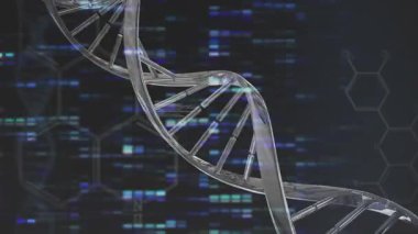 DNA sarmal modeli görünür ve döner görselleştirirken kod-altıgen soluklaşır. Moleküler, biyoteknoloji, geleceksel, yenilikçi, bilimsel, dijital, soyut