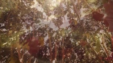 Autumn leaves drifting through sunlit canopy following gentle breeze showing seasonal transition. Nature, tranquility, seasonal, serenity, movement, scenery, outdoor