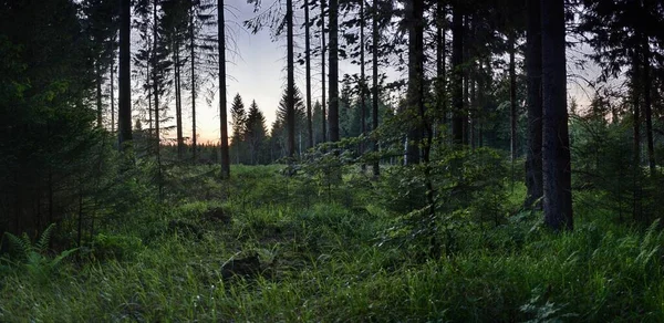Лесу После Захода Солнца Немецких Рудных Горах Около Райфенхайна Июня — стоковое фото