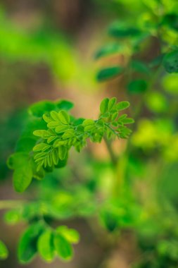 Davul Yaprakları. Moringa yaprakları / but çubuğu ıspanağı. Moringa oleifera davul yaprağı. Moringa Oleifera, baget ağacı olarak bilinen inanılmaz bir ağaçtır, yiyecek ya da ilaç olarak kullanılabilir.,