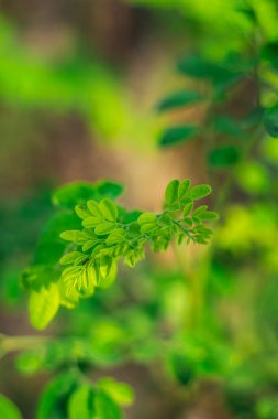 Davul Yaprakları. Moringa yaprakları / but çubuğu ıspanağı. Moringa oleifera davul yaprağı. Moringa Oleifera, baget ağacı olarak bilinen inanılmaz bir ağaçtır, yiyecek ya da ilaç olarak kullanılabilir.,
