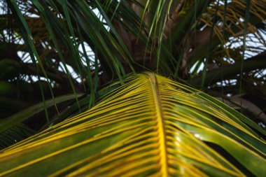 Yeşil hindistan cevizi yaprağı düz çizgi çerçeve Hindistan cevizi ağacının izole edilmiş arka planı. Hindistan şenliklerinde kullanılan Hindistan cevizi yaprakları ve köylerdeki barınak için kullanılıyor..