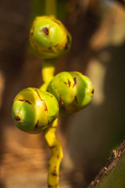 Hindistancevizi ağacı fidanında yeni doğmuş bebek hindistan cevizi. Ağaçta taze hindistan cevizi palmiyesi tohumu tohumu. Achinga, Little Coconut, Small Coconut, Baby hindistan cevizi tropikal bölgelerdir..