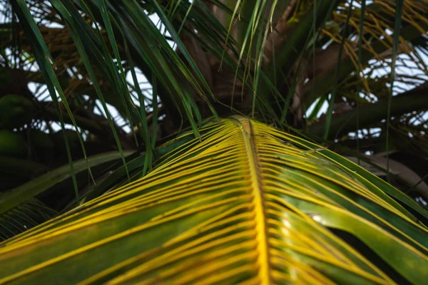 Yeşil hindistan cevizi yaprağı düz çizgi çerçeve Hindistan cevizi ağacının izole edilmiş arka planı. Hindistan şenliklerinde kullanılan Hindistan cevizi yaprakları ve köylerdeki barınak için kullanılıyor..