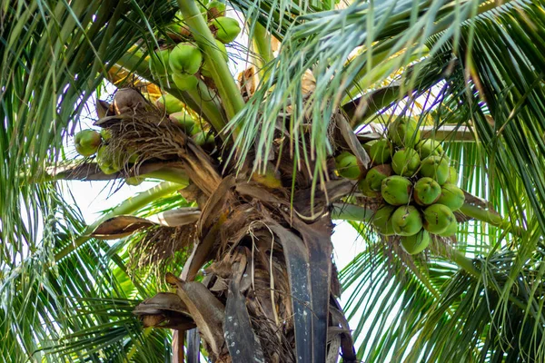 Green Coconut tree with bunch of coconuts and flowers . A tropical forest. Asia, India. Green palm tree on blue sky background. Coconut Palm Tree, tropical fruit for healthy eating