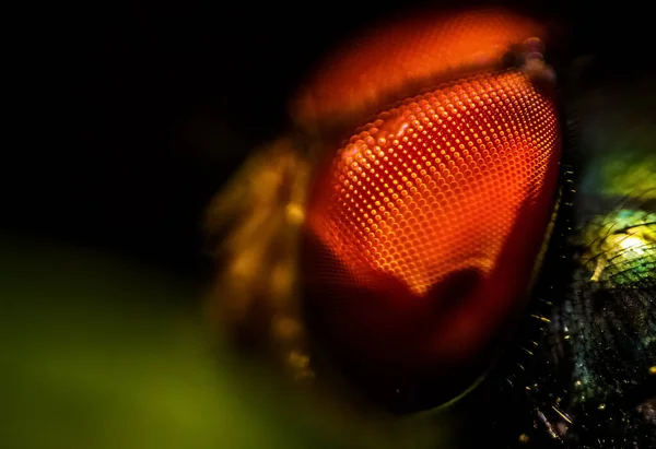 Oczy Muchy Domowej Zamykają Makro Strzał Mucha Domowa Jest Muchą — Zdjęcie stockowe