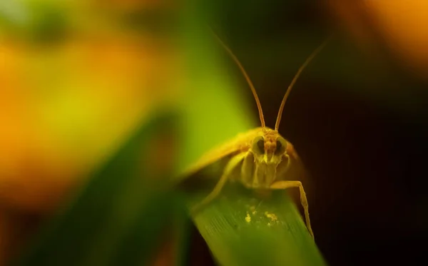 매크로 가깝게 Insect Fly Suborder Cyclorrhapha Has Spread All World — 스톡 사진