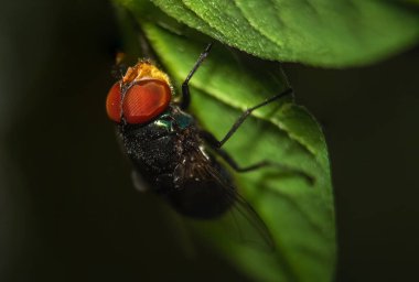 Housefly Eye Macro 'nun çekimine odaklan. Evsineği, Cyclorrhapha 'nın alt sınırında bir sinektir ve tüm dünyaya yayılmış durumdadır. Evlerde bulunan en yaygın sinek türüdür.