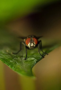 Housefly Eye Macro 'nun çekimine odaklan. Evsineği, Cyclorrhapha 'nın alt sınırında bir sinektir ve tüm dünyaya yayılmış durumdadır. Evlerde bulunan en yaygın sinek türüdür.