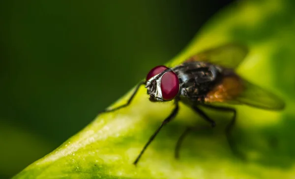 Housefly Eye Fokus Nahaufnahme Makroaufnahme Stubenfliege Ist Eine Fliege Des — Stockfoto