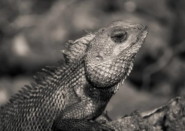 Lagarto Jardín Lagarto Jardín Indio Día Mundial Del Lagarto Detalle — Foto de Stock