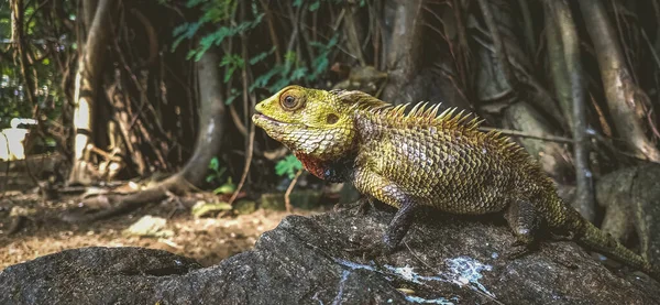 Lagarto Jardín Amarillo Lagarto Jardín Indio Día Mundial Del Lagarto — Foto de Stock