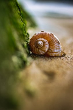Sahilde kumsalda büyük bir deniz kabuğu, gün batımının arka planında deniz otları, arka plan, yakın çekim. Sahilde güzel bir deniz kabuğu. Bir deniz kabuğunun seçmeli odağı. .