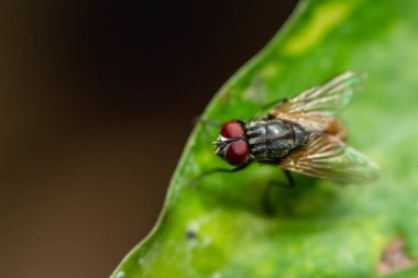 Housefly Eye Macro 'nun çekimine odaklan. Evsineği, Cyclorrhapha 'nın alt sınırında bir sinektir ve tüm dünyaya yayılmış durumdadır. Evlerde bulunan en yaygın sinek türüdür.