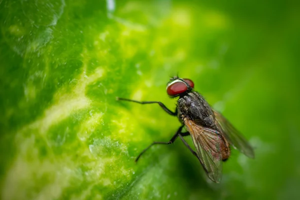 Housefly Eye Macro Nun Çekimine Odaklan Evsineği Cyclorrhapha Nın Alt — Stok fotoğraf