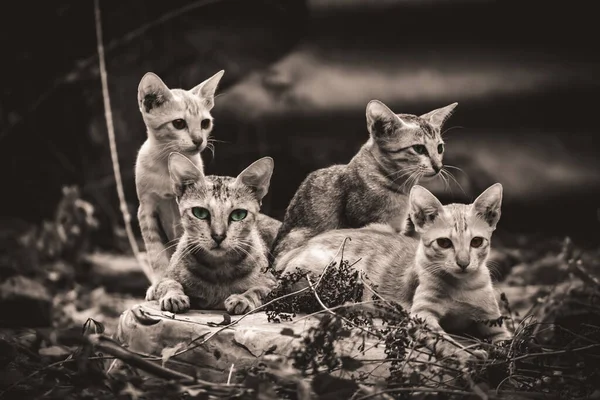 Monochrome Kattenfamilie Ligt Midden Het Bos Familie Groep Van Vier — Stockfoto
