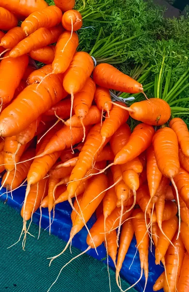 Fresh Sweet Carrot Sale Bunches Colorful Orange Carrots Green Tops — Stock Photo, Image