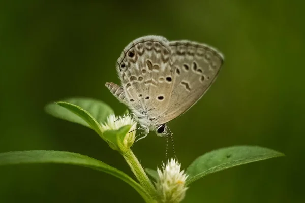 Schöner Schmetterling Auf Der Blume Und Honig Saugend Selektiver Fokus — Stockfoto