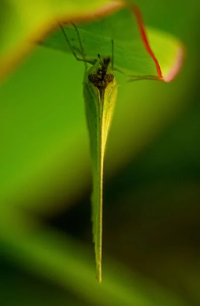 Gyönyörű Pillangó Részletes Makró Closeup Függőleges Szelektív Fókusz Pillangó Szemek — Stock Fotó