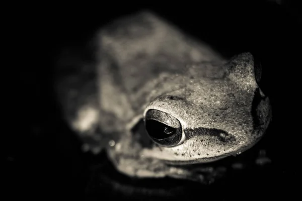 Foto Muito Próxima Leucomystax Polypedate Com Foco Olho Imagem Árvore — Fotografia de Stock