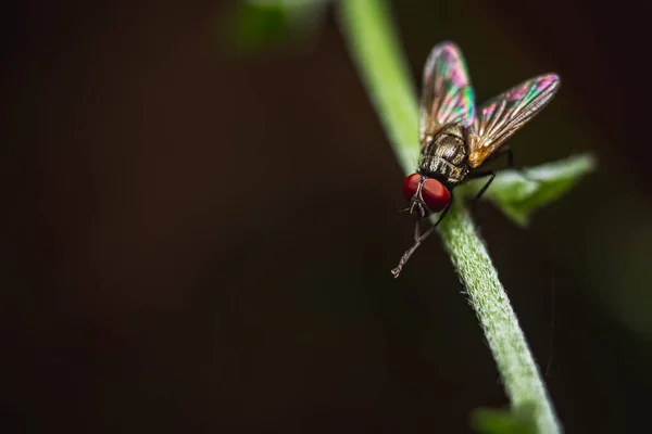 집파리 매크로 가까이 합니다 Housefly Fly Suborder Cyclorrhapha Has Spread — 스톡 사진